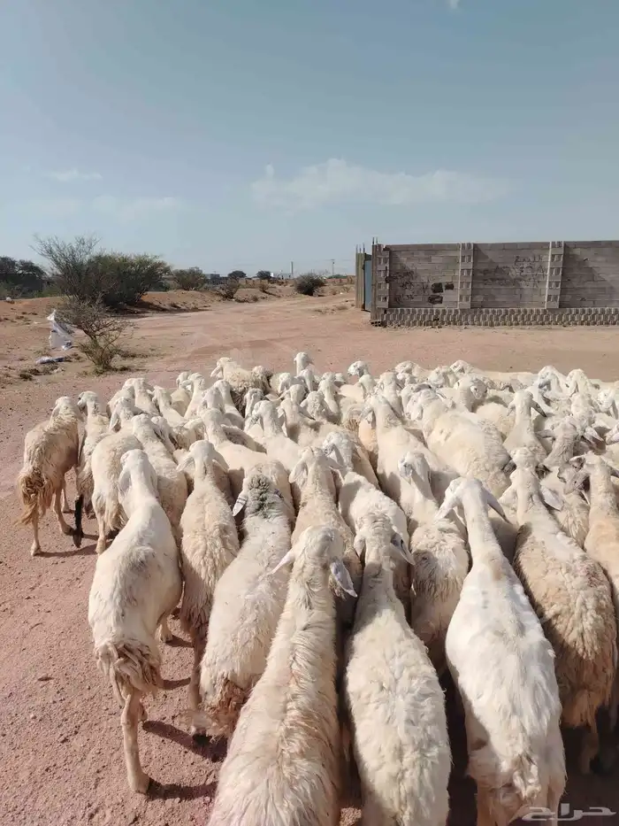 غنم حريه حرش مراح وحد قطعه وحده العداد 100الغنم طيبه ودفيع 7