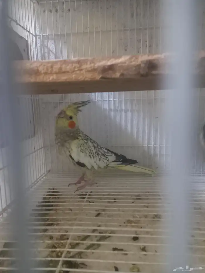 زوج كروان بفروخه..فخم 3