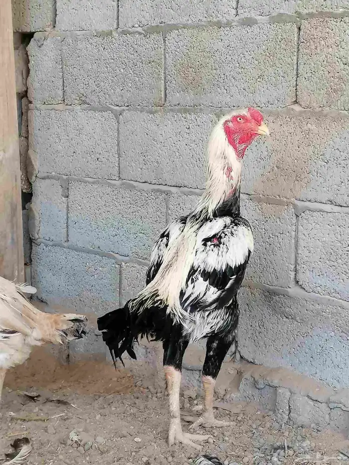 دجاج حجازي مكس بشامو ياباني 1 2