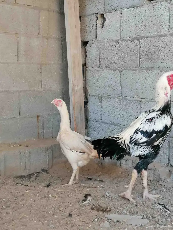 دجاج حجازي مكس بشامو ياباني 1 6