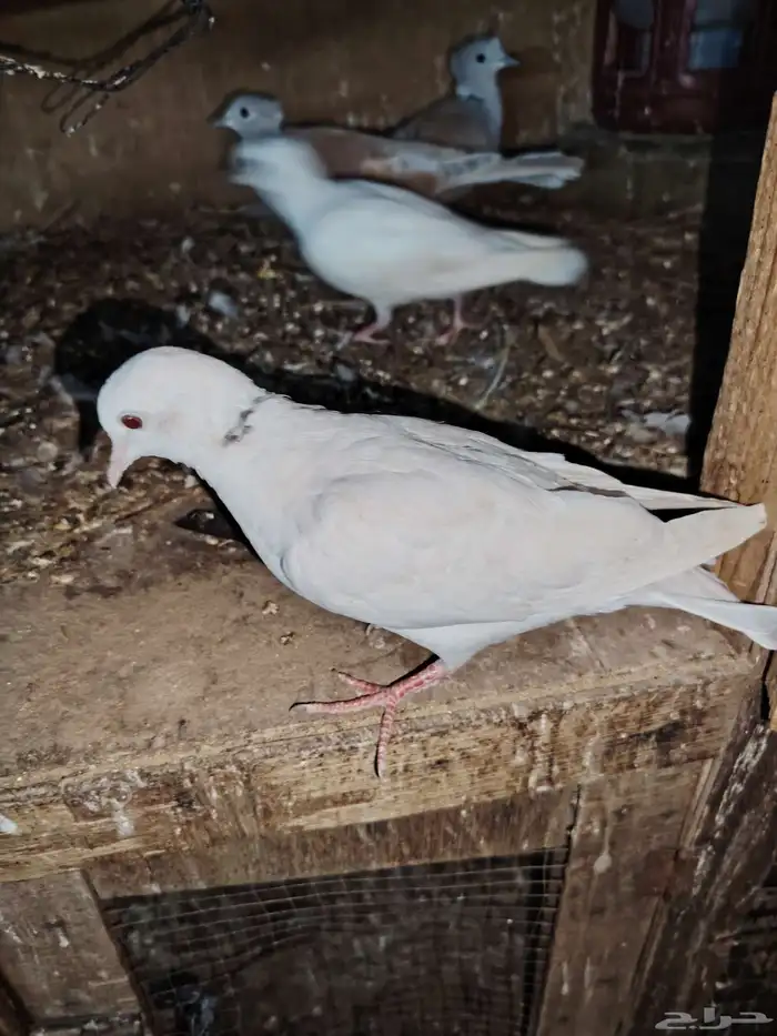 للبيع حمام بدي ياكريم 6