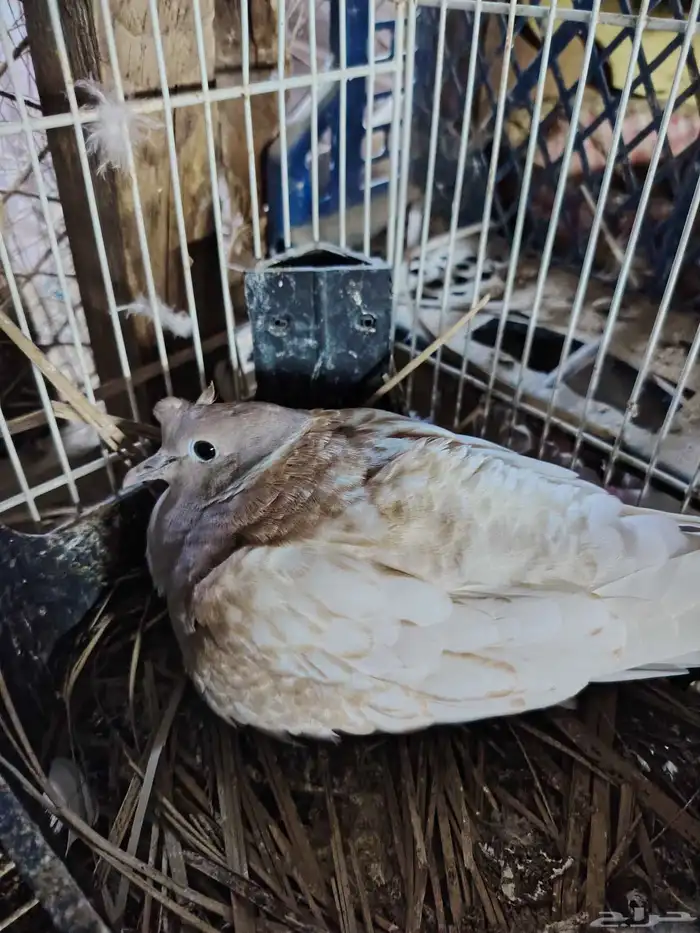 للبيع حمام بدي ياكريم 1