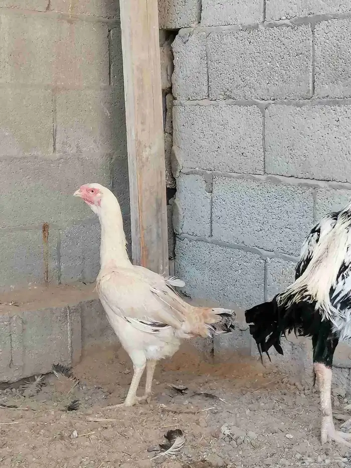 دجاج حجازي مكس بشامو ياباني 1 4