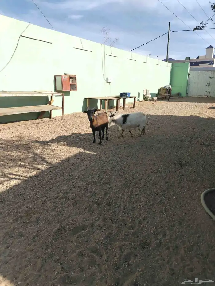 زوج ماعز قزم امريكي 3