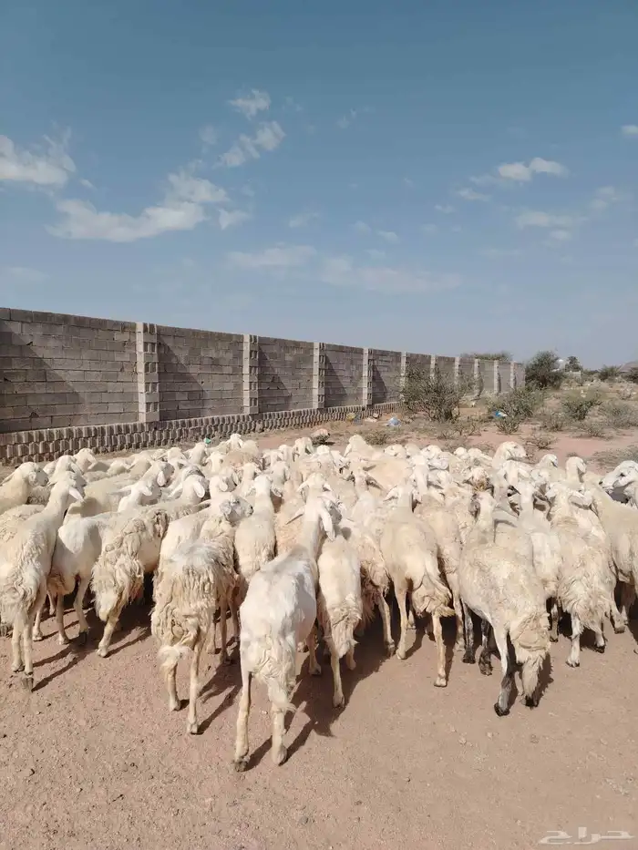 غنم حريه حرش مراح وحد قطعه وحده العداد 100الغنم طيبه ودفيع 4