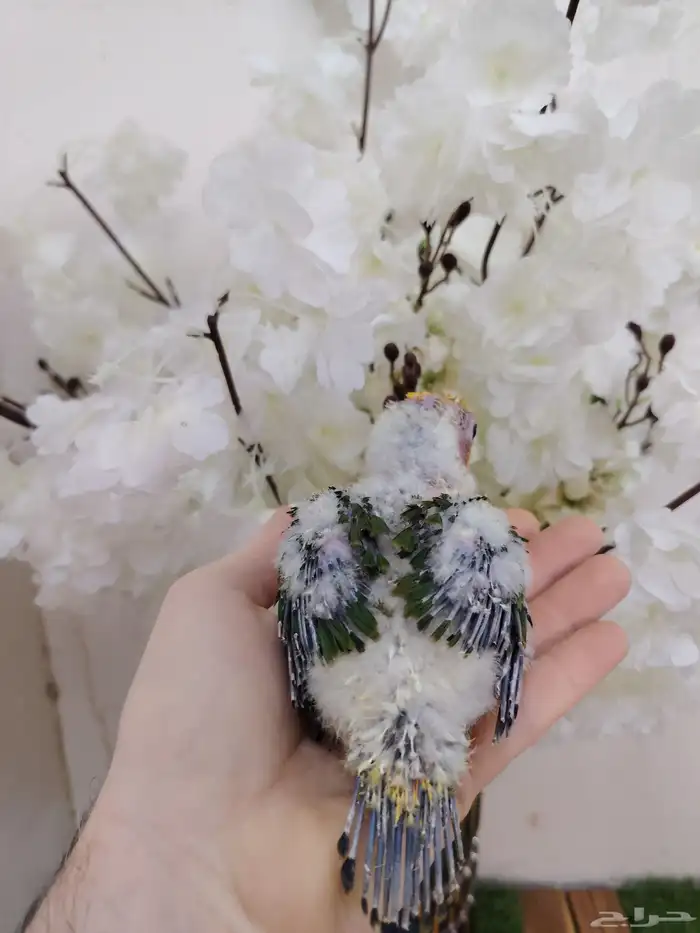 فرخ صن كنيور صبغه مره قويه ((تم البيع)) 2