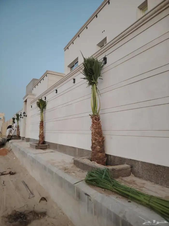 يوجد لدينا جميع انواع النخيل المثمر وازينه توريد لا أنحاء ال 3