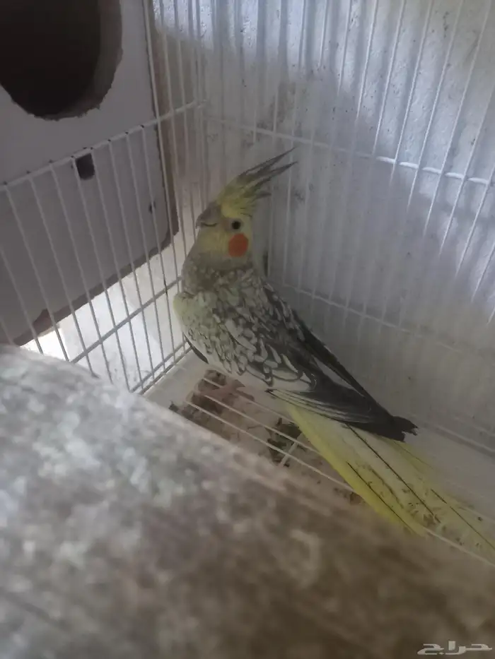 زوج كروان بفروخه..فخم 2