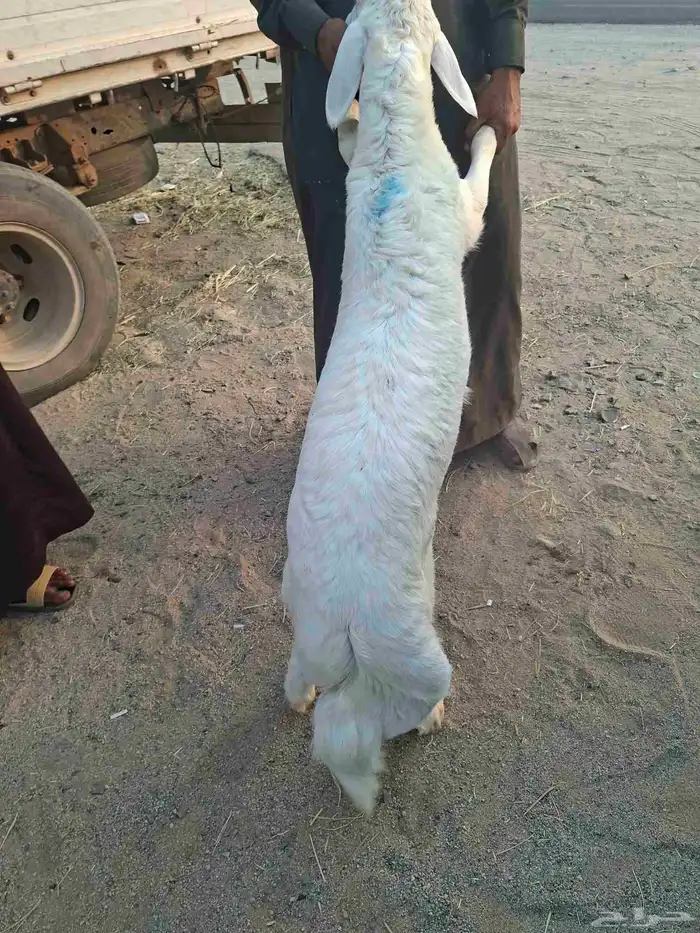 طليان ساواكني 1 حري2 تيس 1 مشروطه وحد منهم نحيف وكله سمان 0