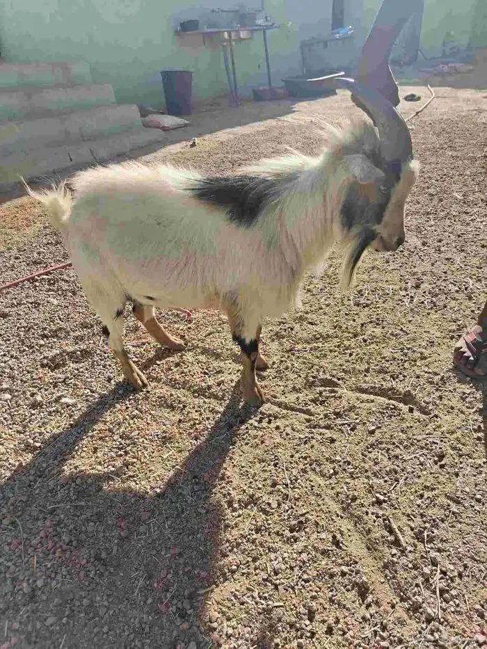 زوج ماعز قزم امريكي 1