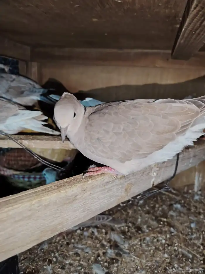 للبيع حمام بدي ياكريم 9