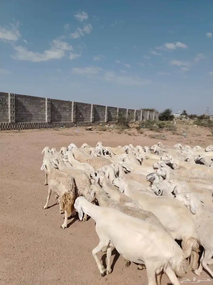 غنم حريه حرش مراح وحد قطعه وحده العداد 100الغنم طيبه ودفيع 1