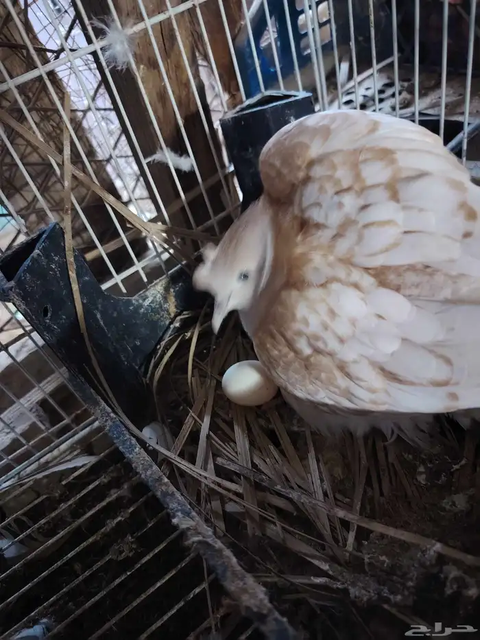 للبيع حمام بدي ياكريم 2