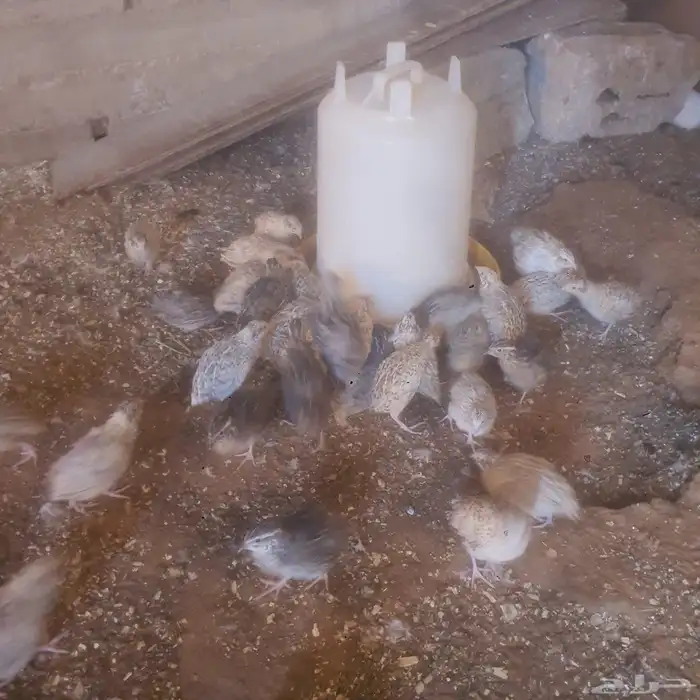 سمان للبيع 0