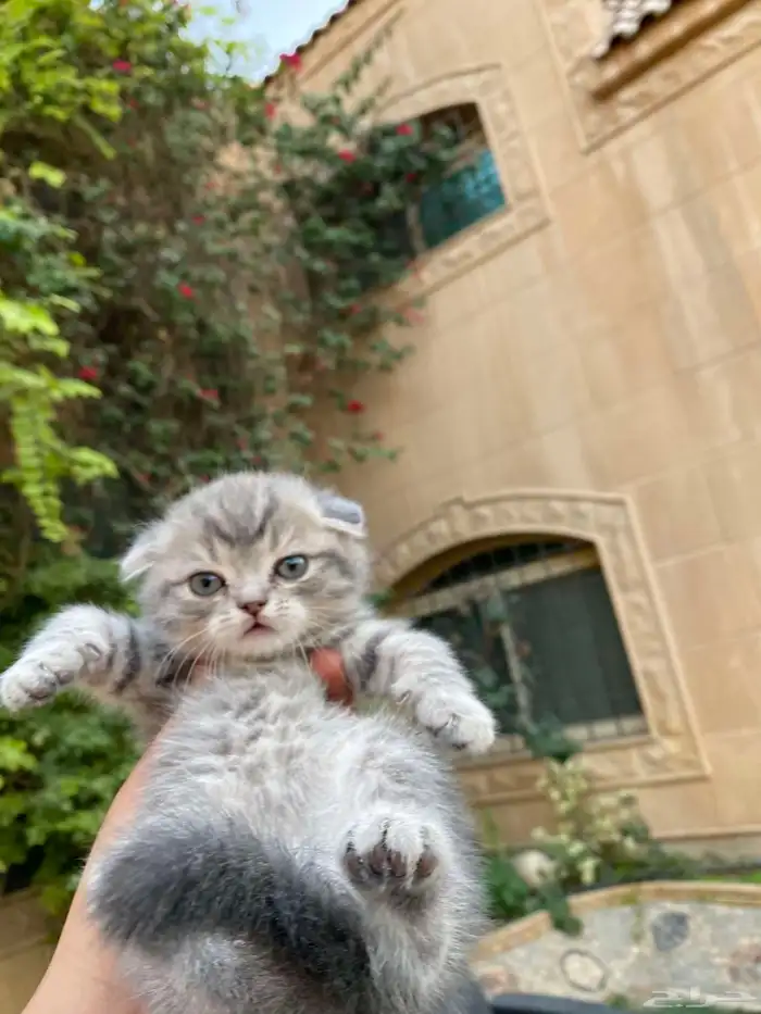 سكوتش فولد بيور مطعمين للبيع لايوجد تبني 30