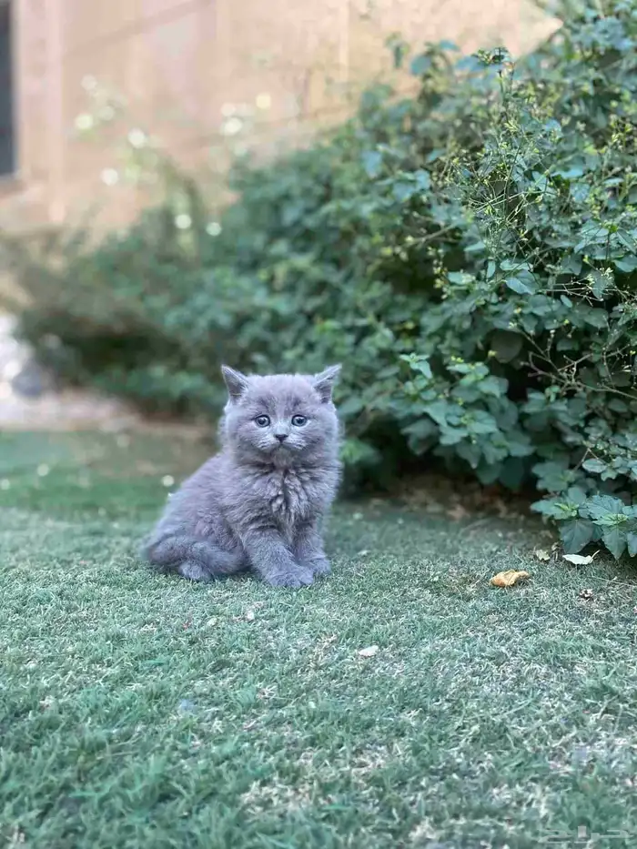 سكوتش فولد بيور مطعمين للبيع لايوجد تبني 3