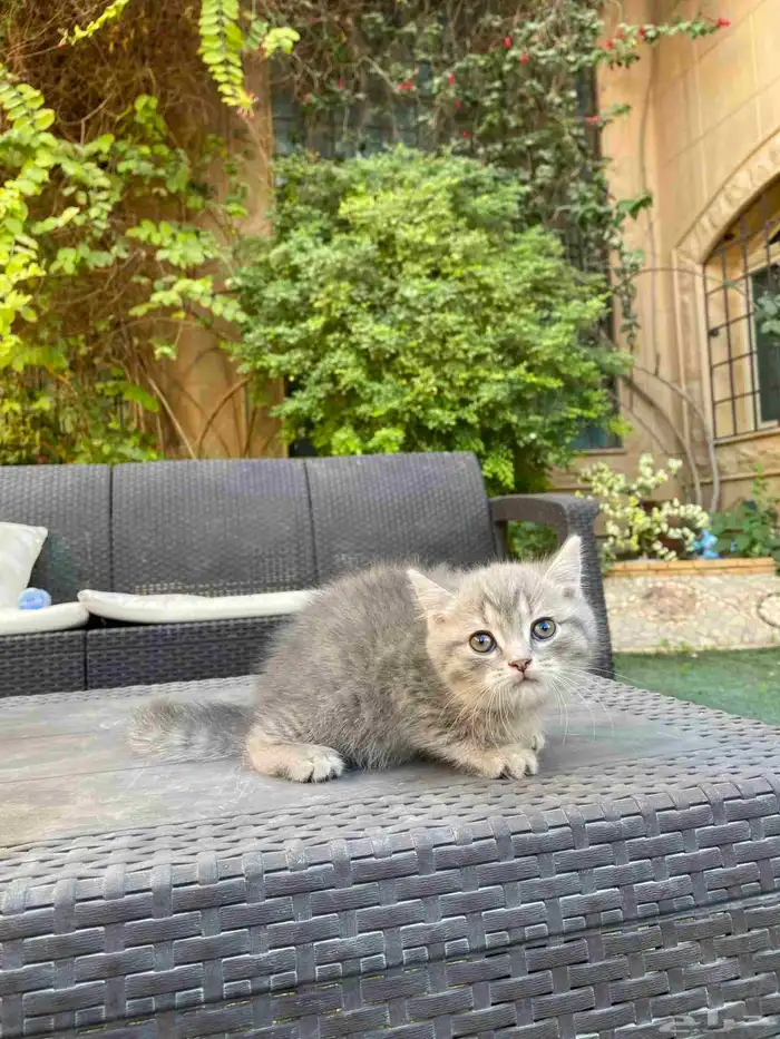 سكوتش فولد بيور مطعمين للبيع لايوجد تبني 40