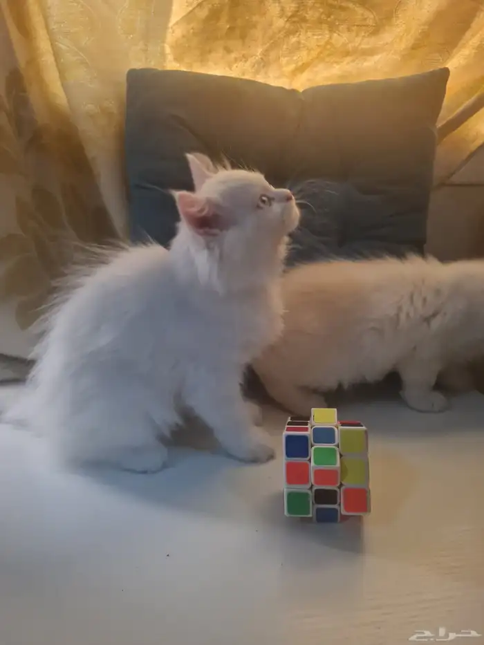 كتن هجين شيرازي مع هملايا 0