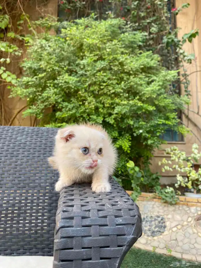 سكوتش فولد بيور مطعمين للبيع لايوجد تبني 25