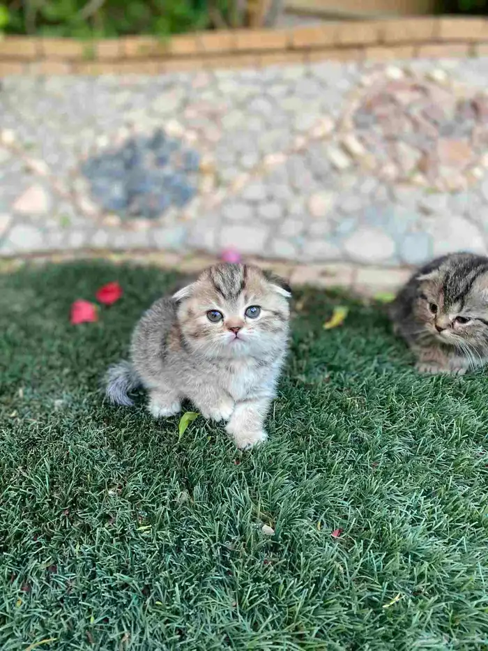 سكوتش فولد بيور مطعمين للبيع لايوجد تبني 0