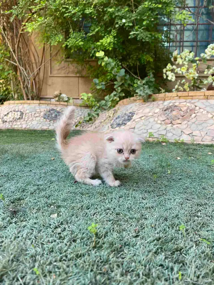 سكوتش فولد بيور مطعمين للبيع لايوجد تبني 23