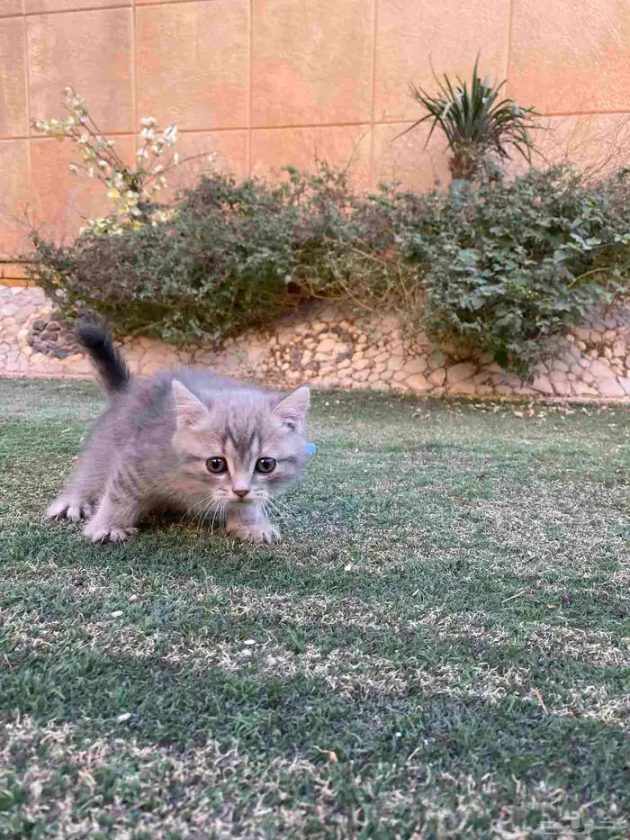 سكوتش فولد مطعمين مدربين للبيع ولايوجد تبني 40