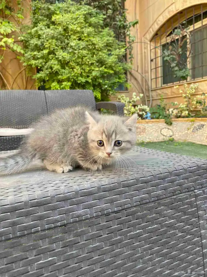 سكوتش فولد مطعمين مدربين للبيع ولايوجد تبني 13