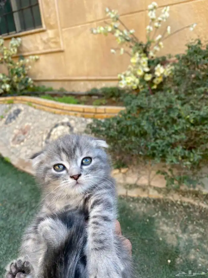 سكوتش فولد بيور مطعمين للبيع لايوجد تبني 18