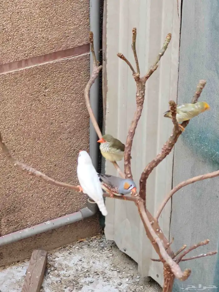 فروخ ستار فنش جاهزين للغر والتدريب 0