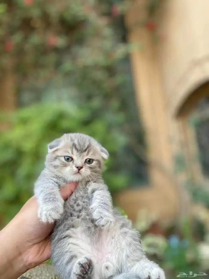 سكوتش فولد مطعمين مدربين للبيع ولايوجد تبني 34