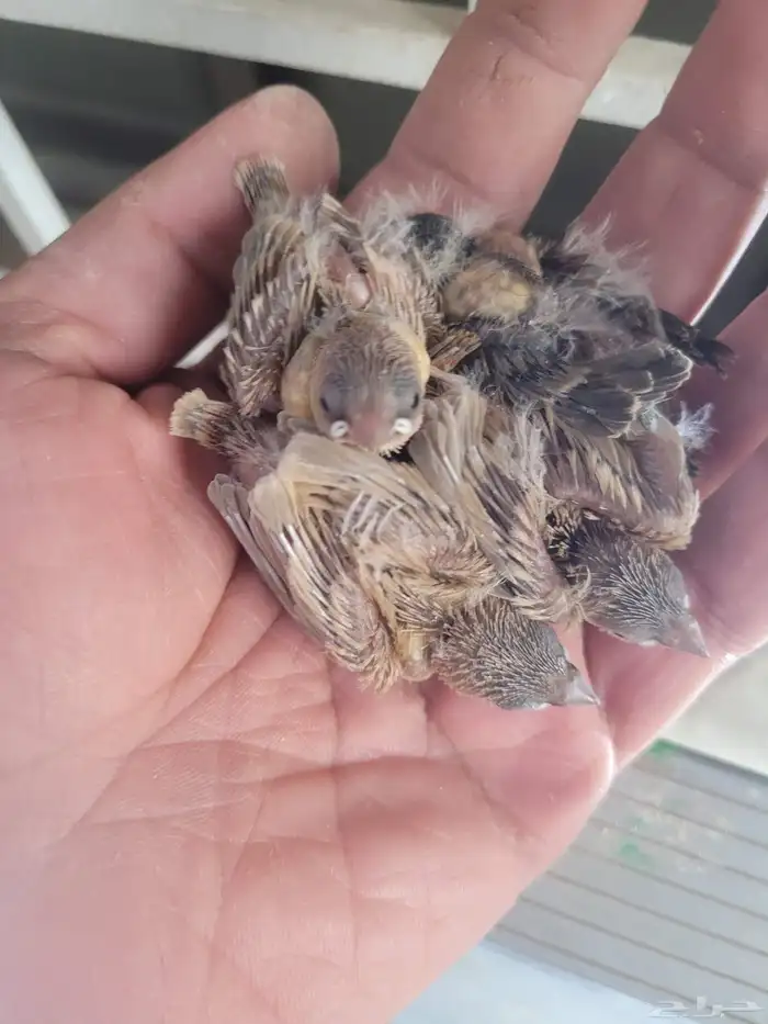 فروخ ستار فنش جاهزين للغر والتدريب 1