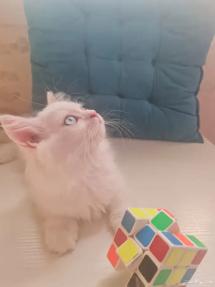 كتن هجين شيرازي مع هملايا 1