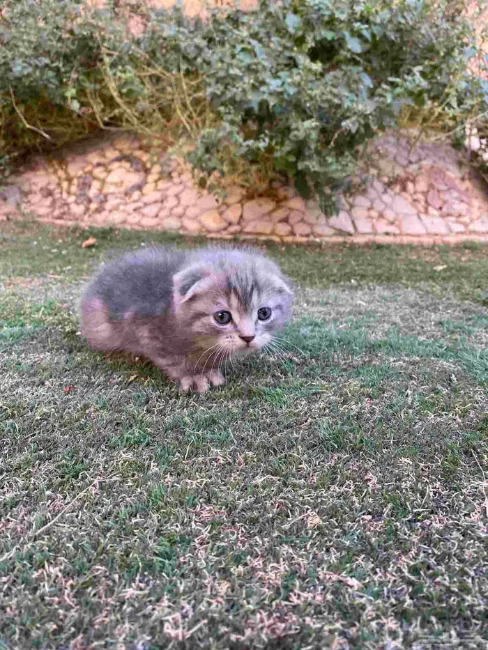 سكوتش فولد مطعمين مدربين للبيع ولايوجد تبني 29