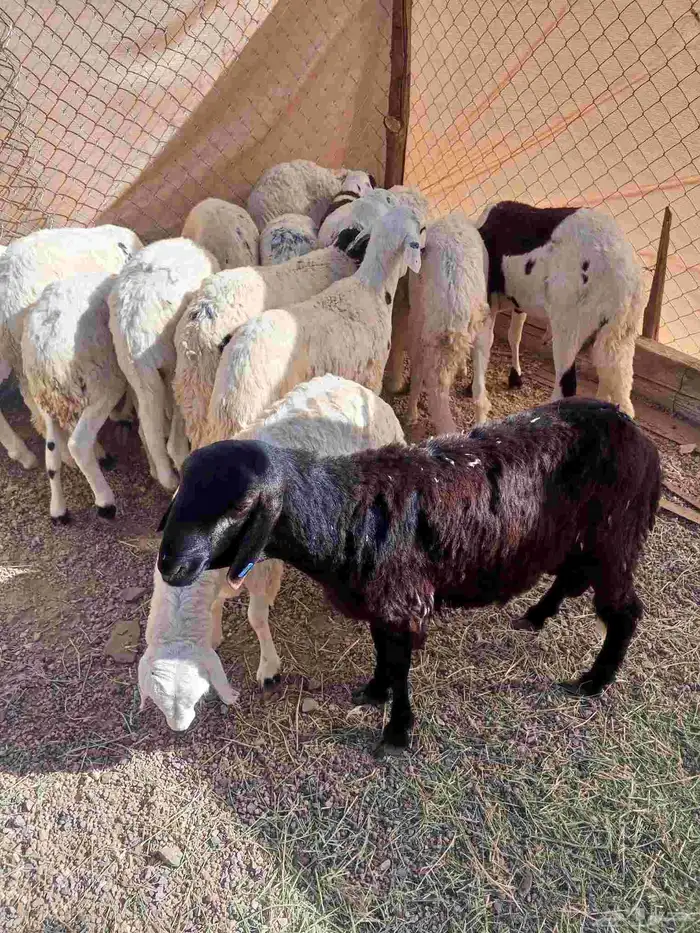 طليان سواكن ورخال حريه ونجد 2