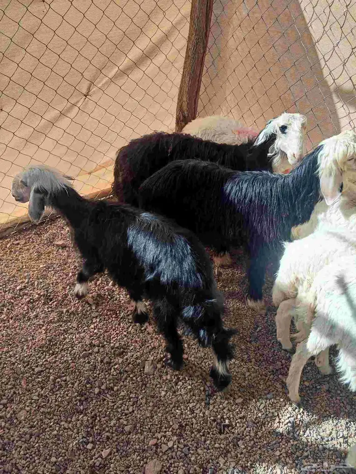 رخال حريه ونجد 2