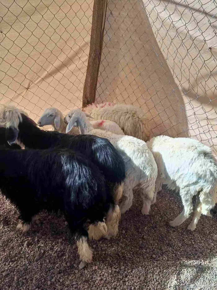 طليان سواكن ورخال حريه ونجد 7