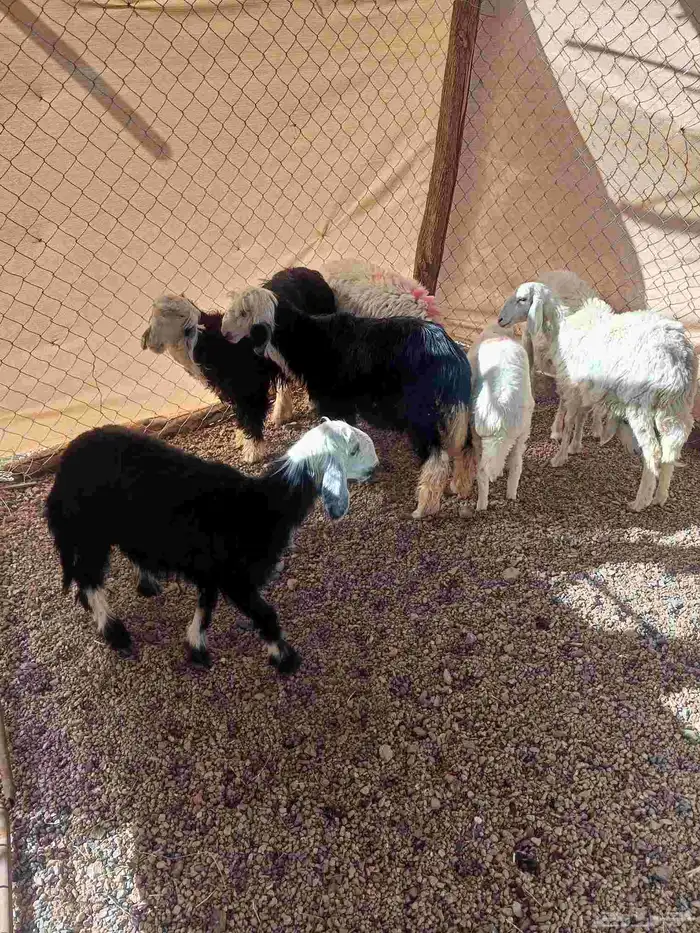 رخال حريه ونجد 0