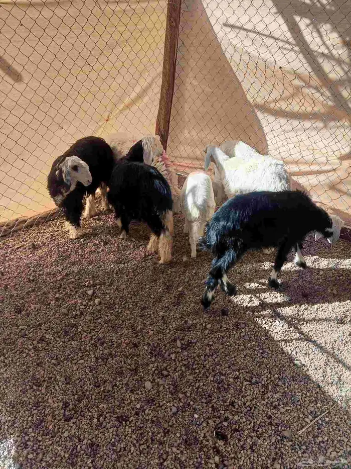 رخال حريه ونجد 1