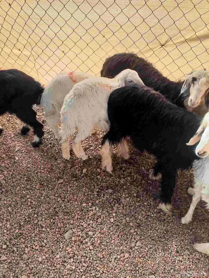 رخال حريه ونجد 5