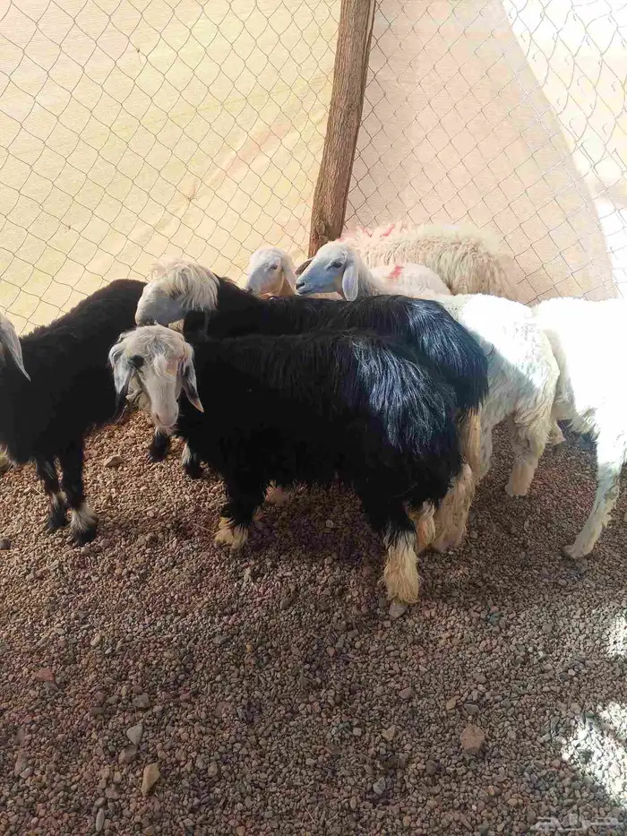 طليان سواكن ورخال حريه ونجد 9