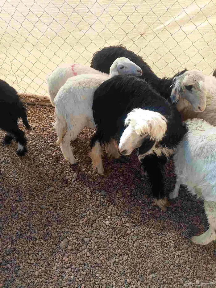 رخال حريه ونجد 3