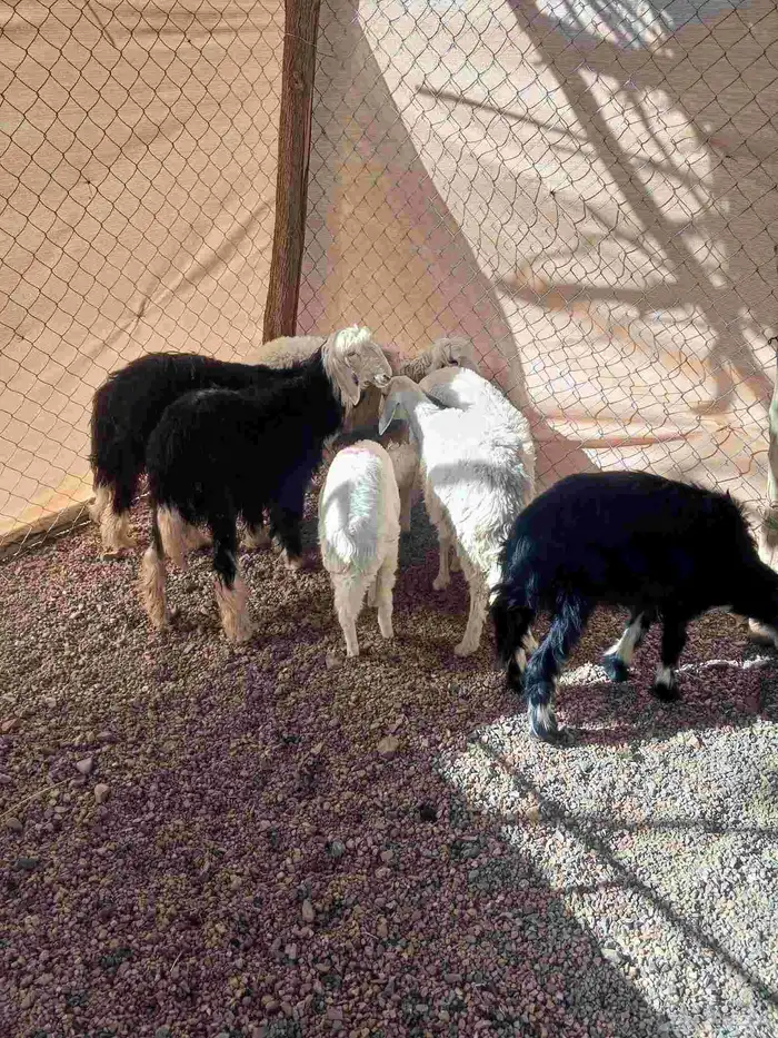 رخال حريه ونجد 6