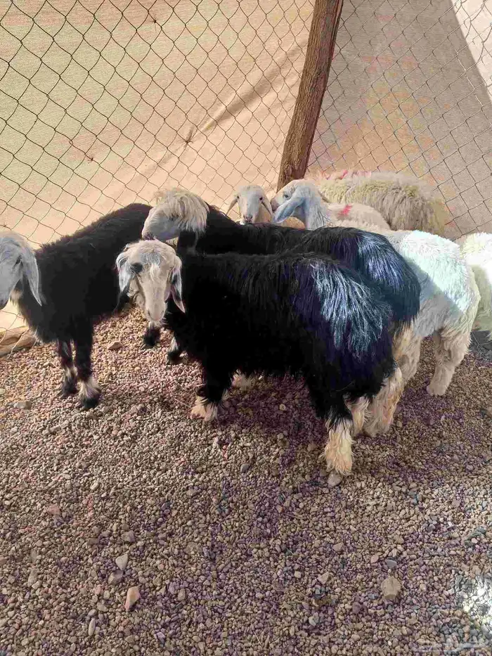 رخال حريه ونجد 8