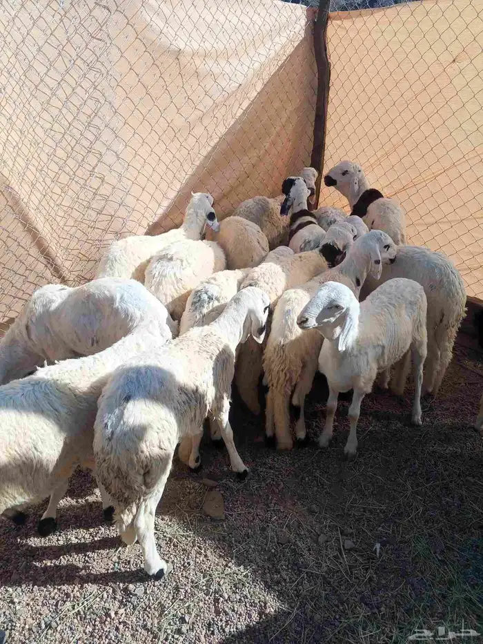 طليان سواكن ورخال حريه ونجد 4