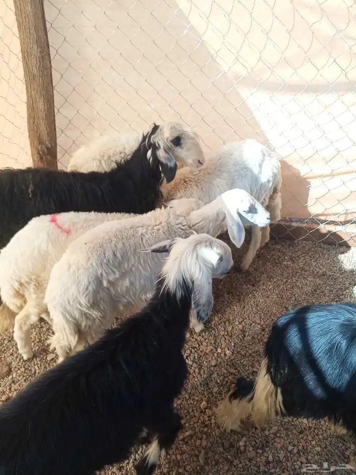 رخال حريه ونجد 4