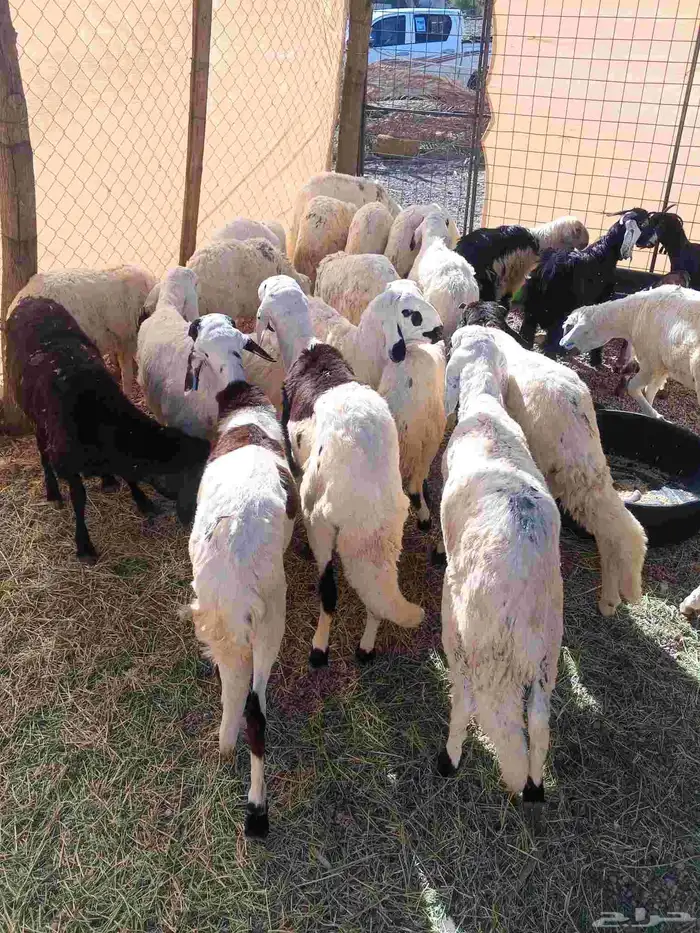 طليان سواكن ورخال حريه ونجد 0