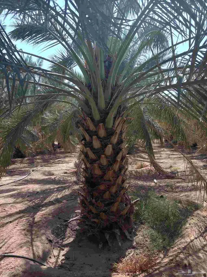 نخل للبيع جثايث ونقايل 3