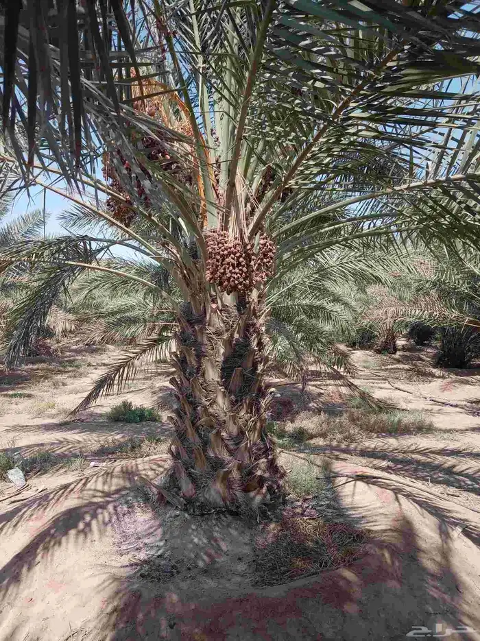 نخل للبيع جثايث ونقايل 4