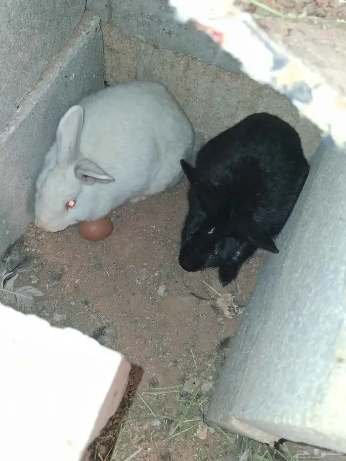 بيع ارانب وحمام 1