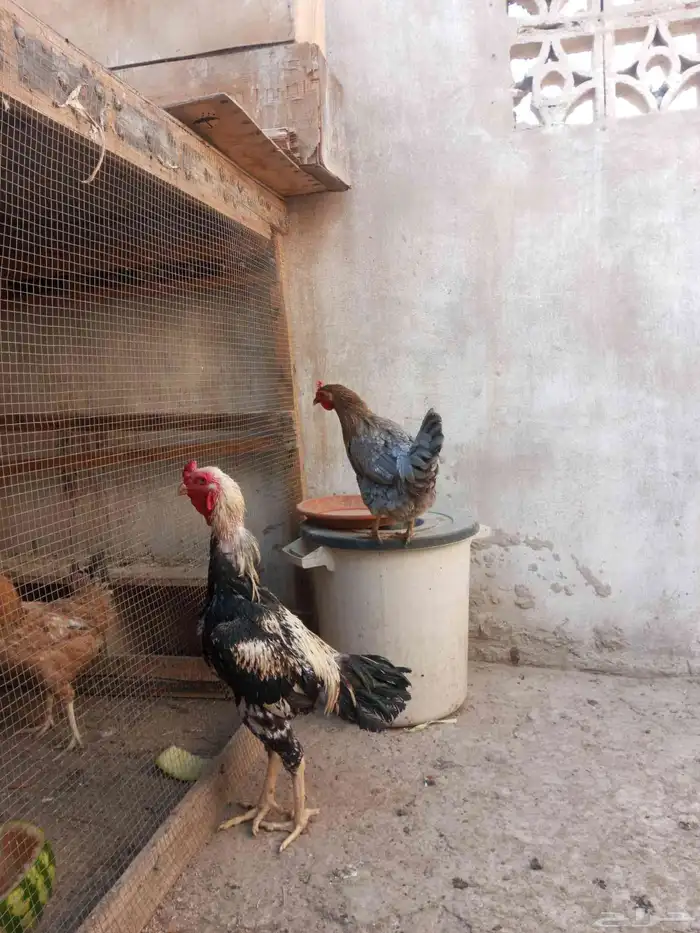 ديك باكستاني للبيع 0